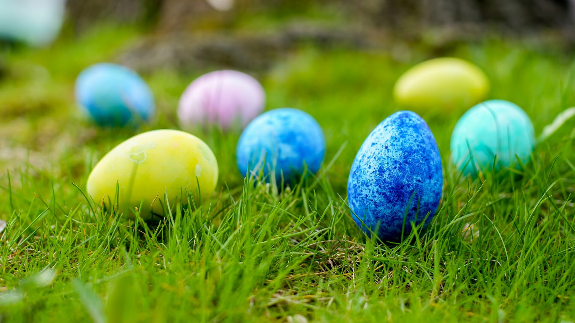 Easter Eggs on the lawn.